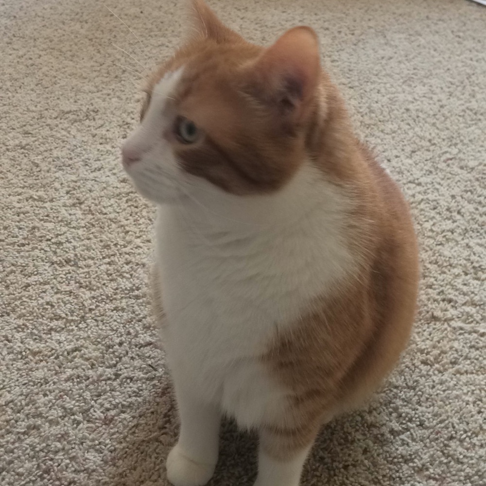 Meet your Posher, Missy